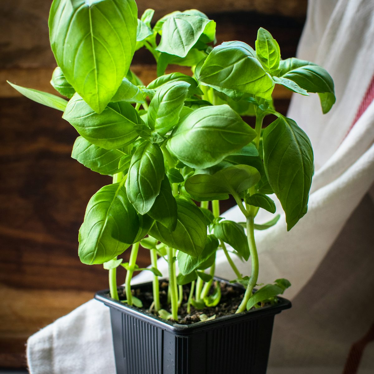 Fresh basil