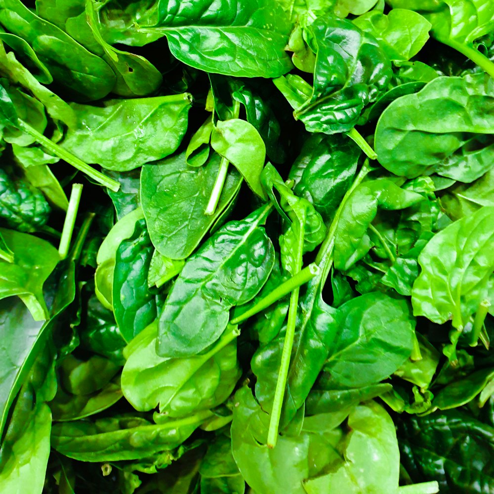 Fresh spinach leaves