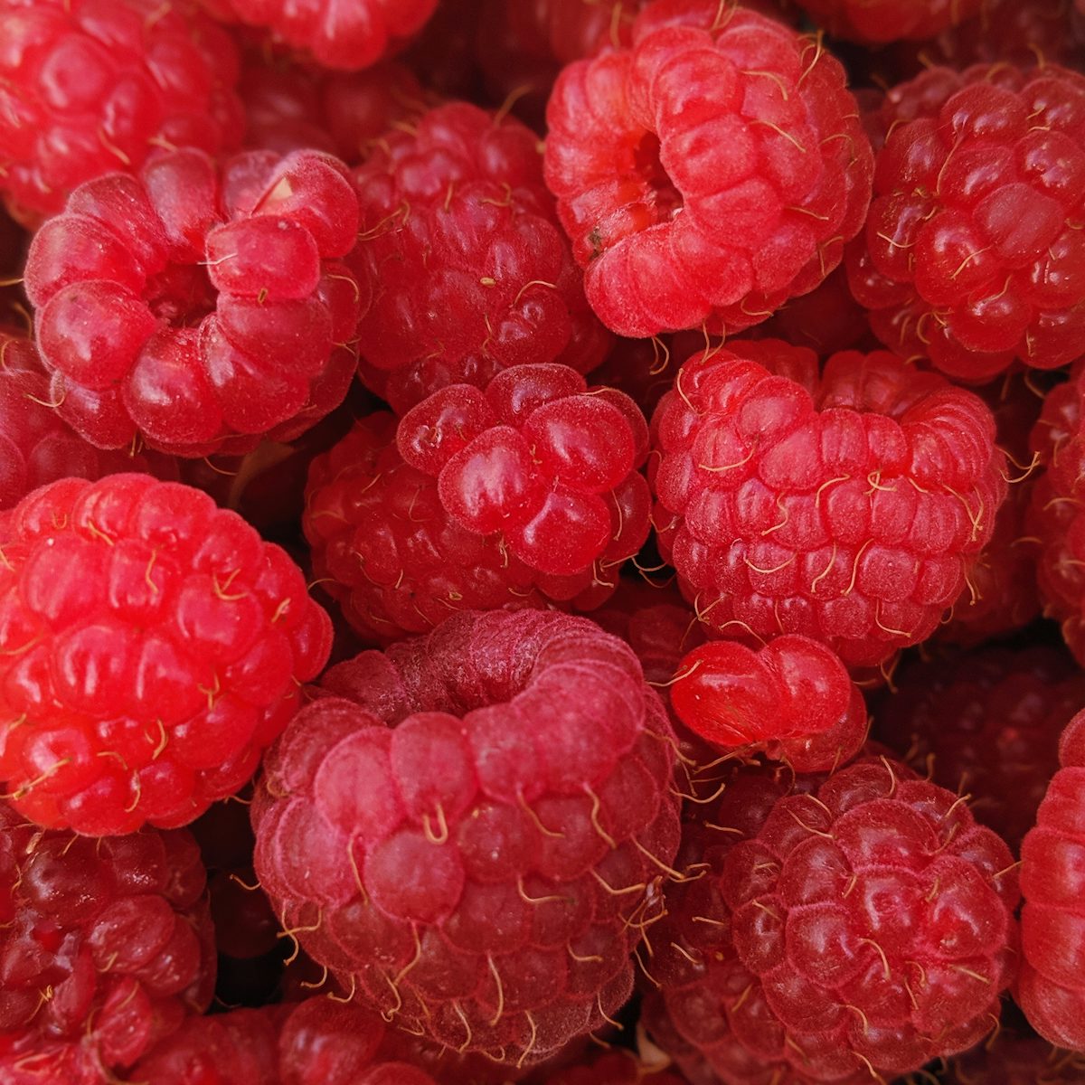 Fresh raspberries