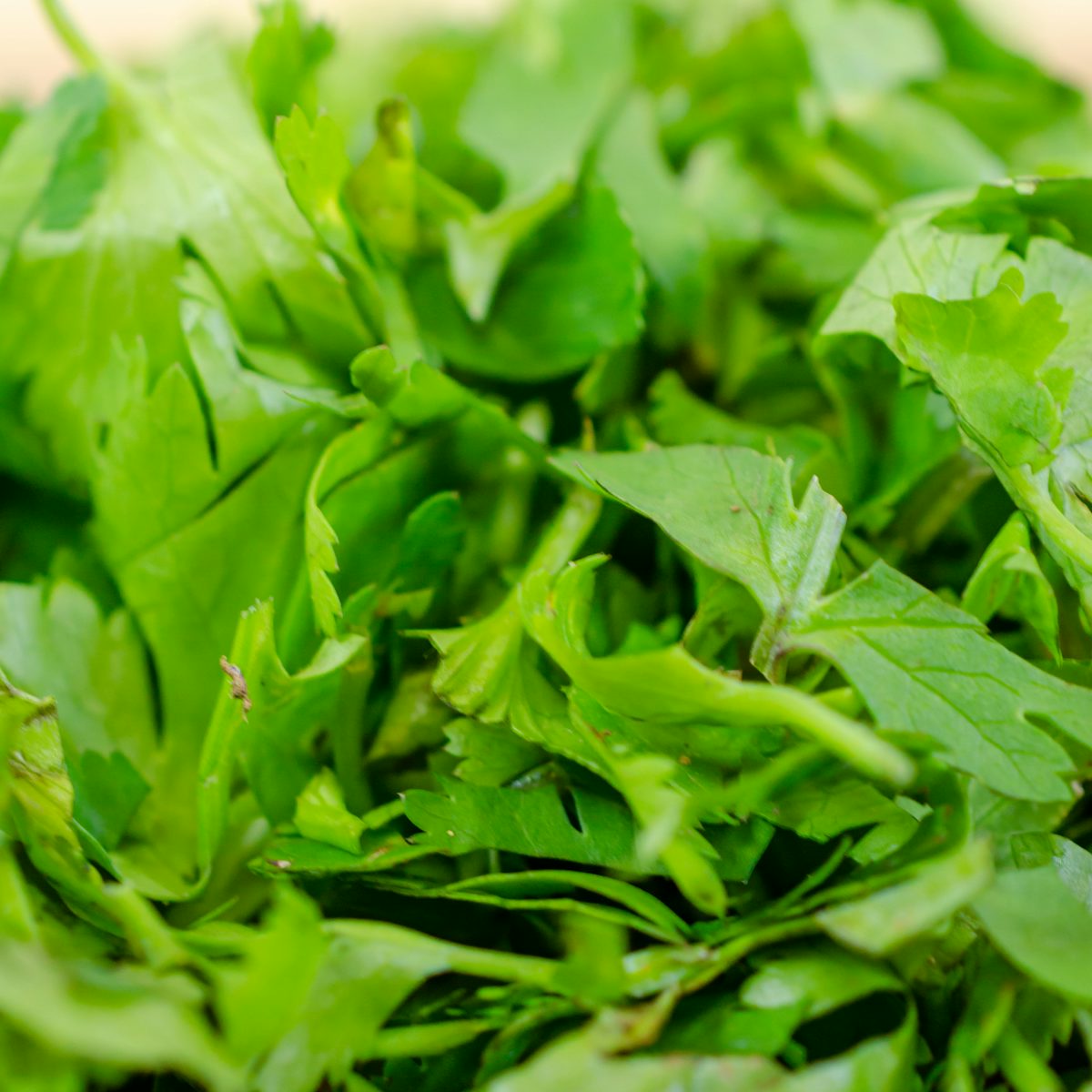Arugula leaves
