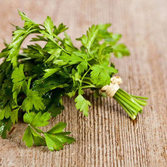 Bunch of fresh parsley